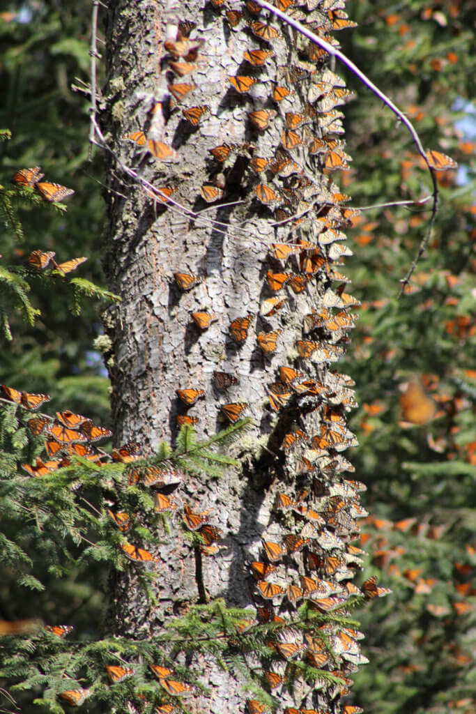 monarch butterflies on tree 