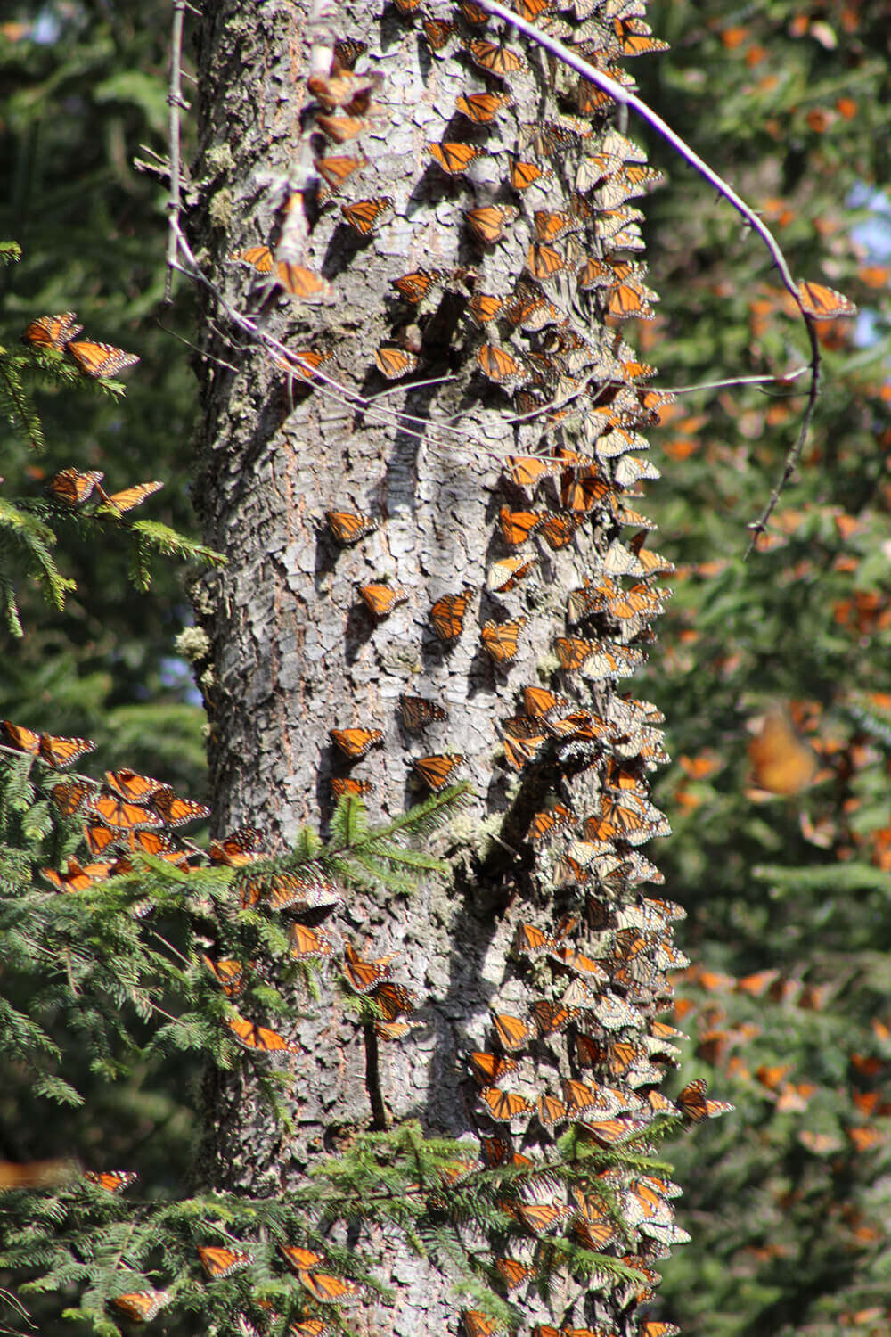 Monarch Protection
