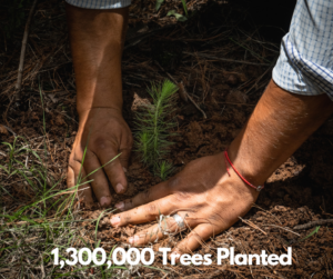 Hands planting a tree seedling at reforestation event