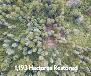 reforestation site from drone