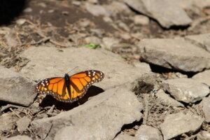 monarch butterfly on rocky ground