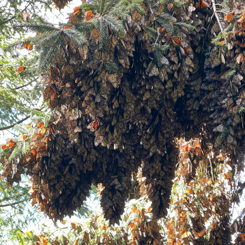 monarch butterfly cluster