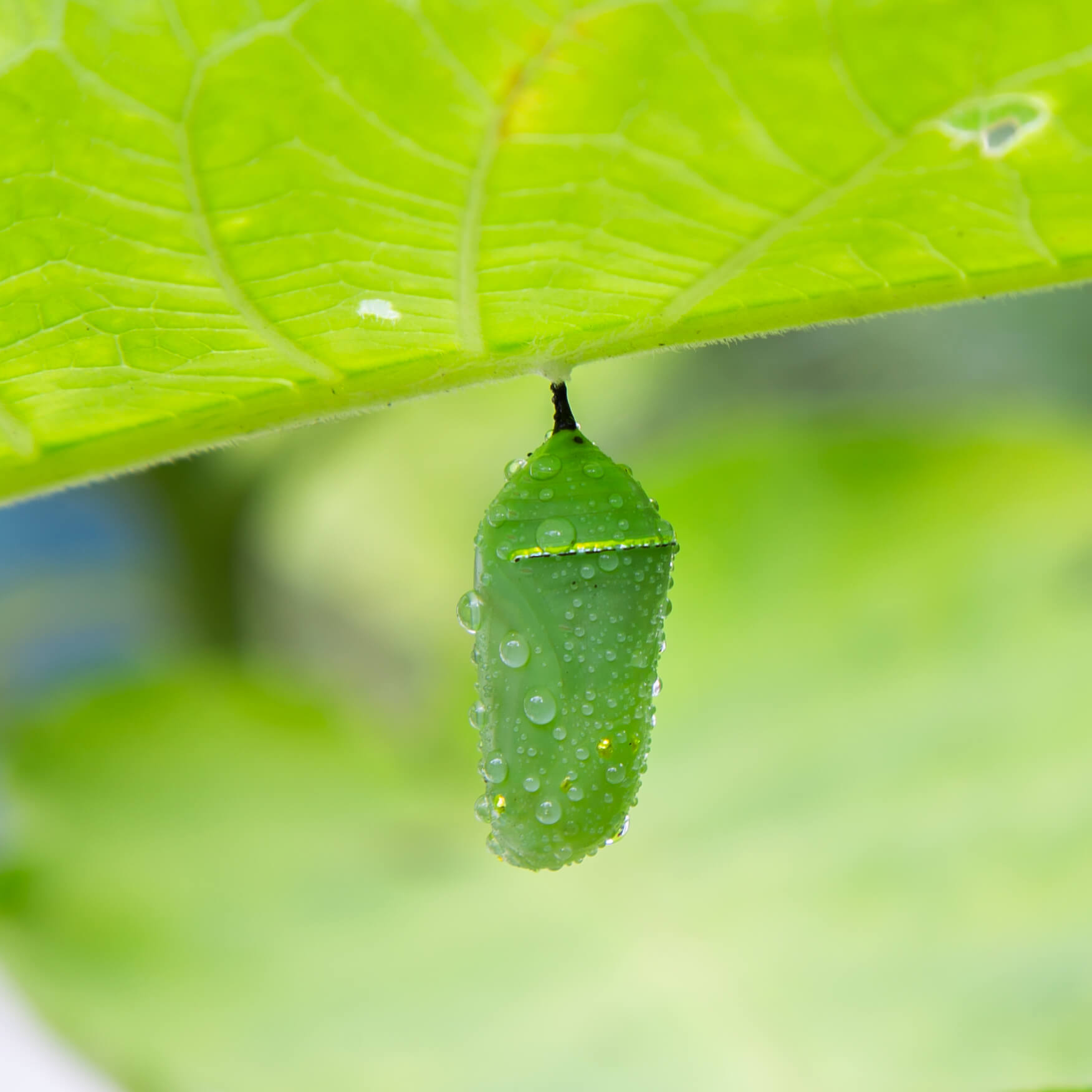 green monarch chrysalis on milkweed