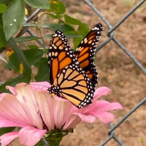 monarch butterfly on a zinnia