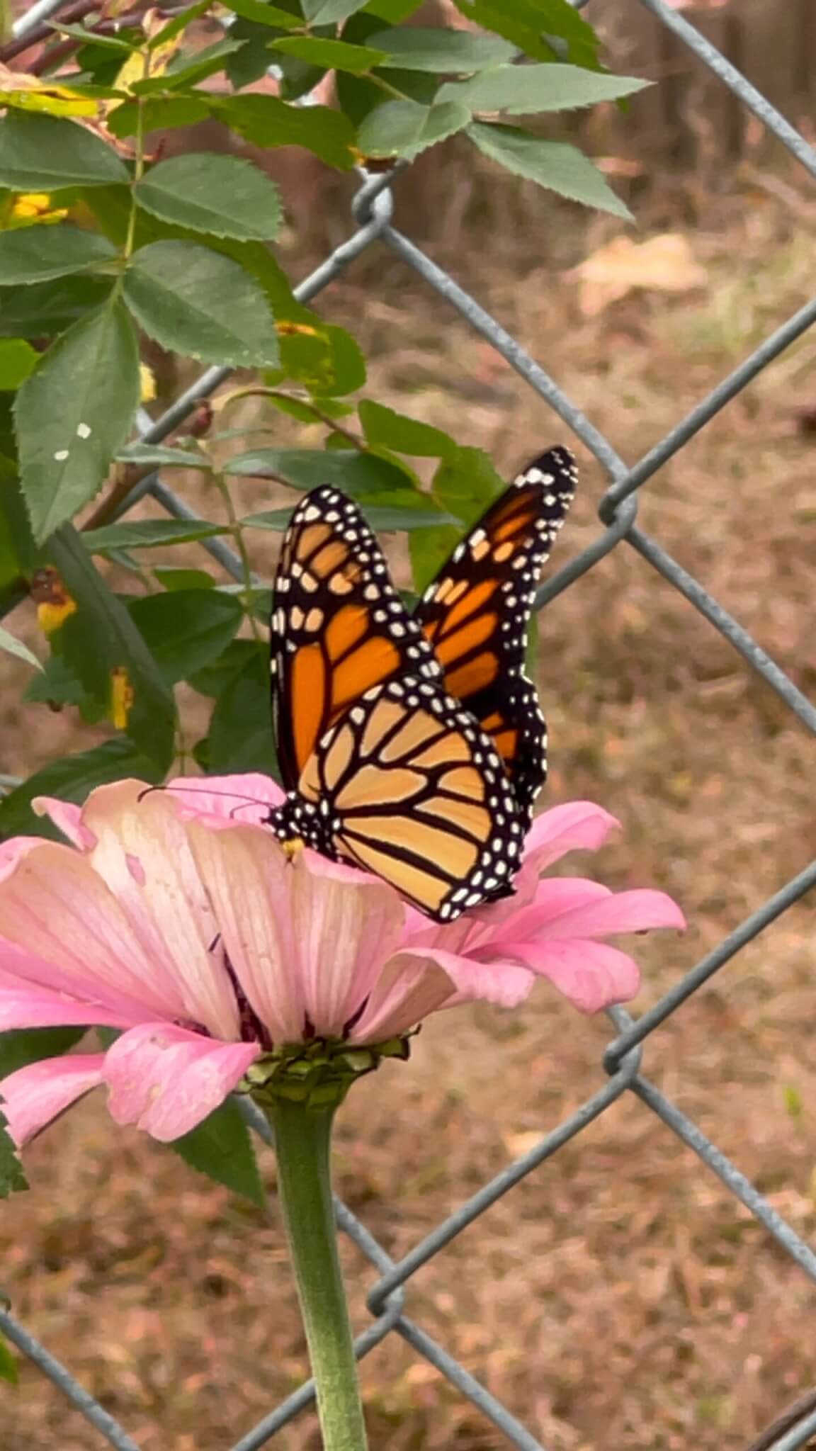 monarch butterfly on a zinnia
