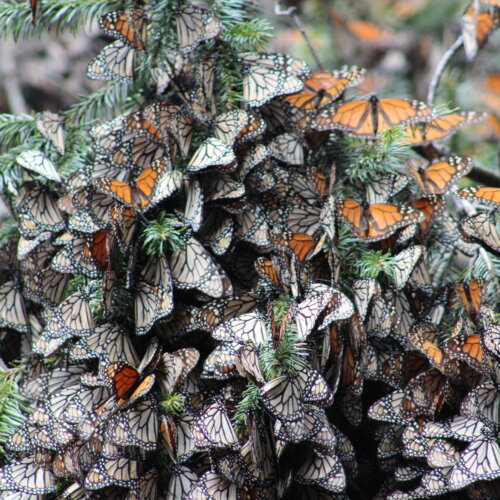 monarch butterflies on a branch