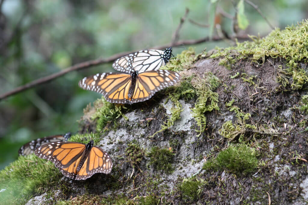 tree monarchs on a tree